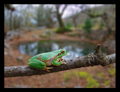 Gatalinka - Hyla arborea